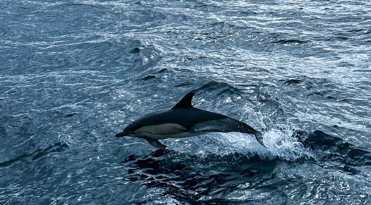 A common dolphin leaping through the water in Biscay
