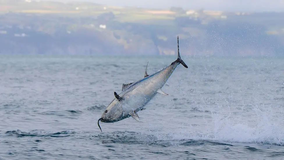 Bluefin tuna leaping from the sea amid a splash of water