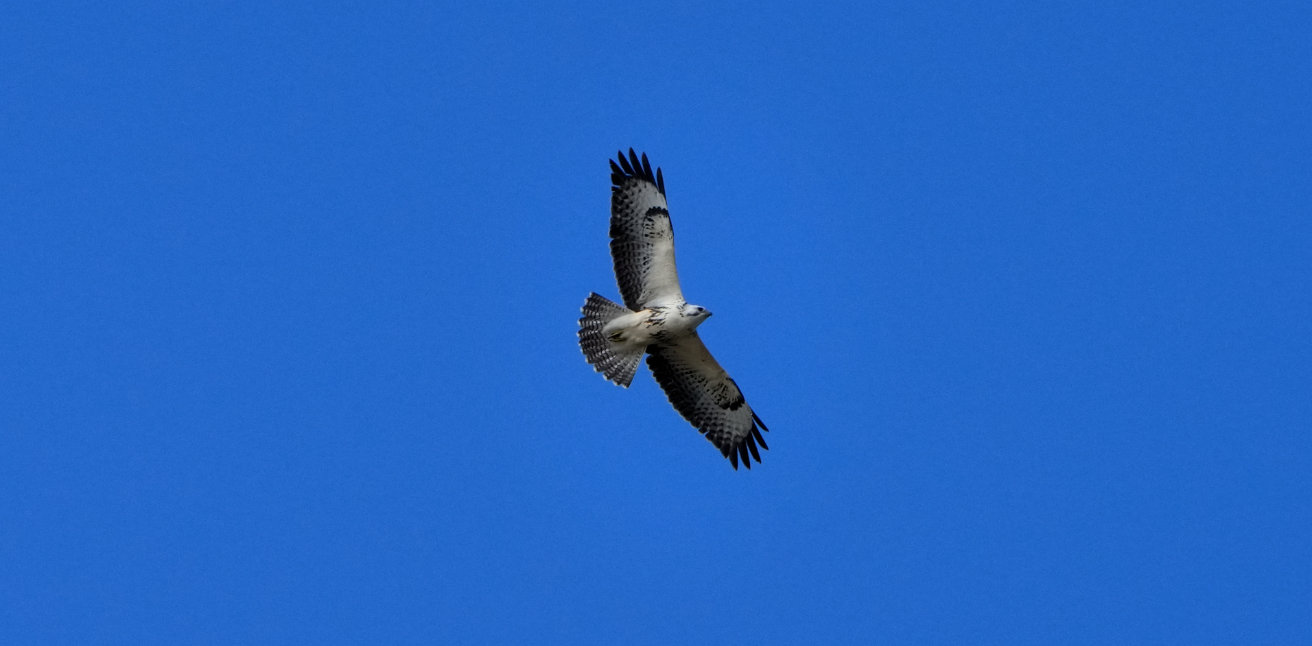 Common buzzard in flight against a blue sky, photographed by Dale Toms