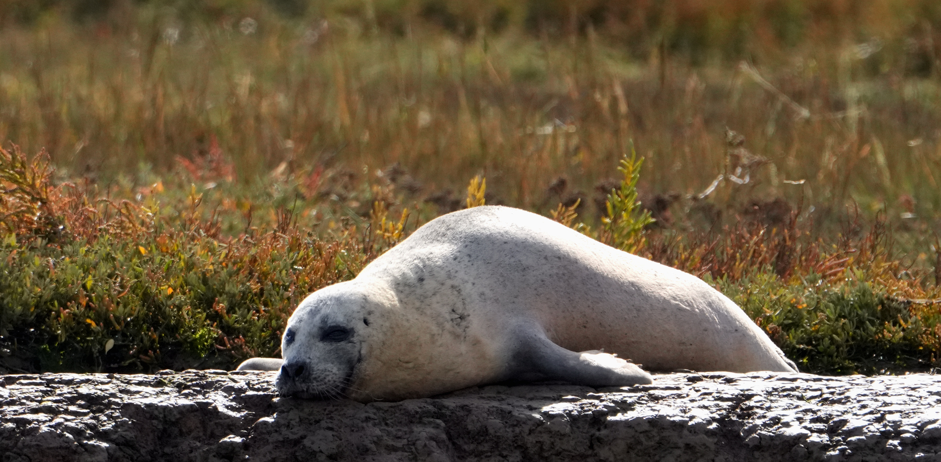 Common seal pup resting beside the water, photographed by Dale Toms