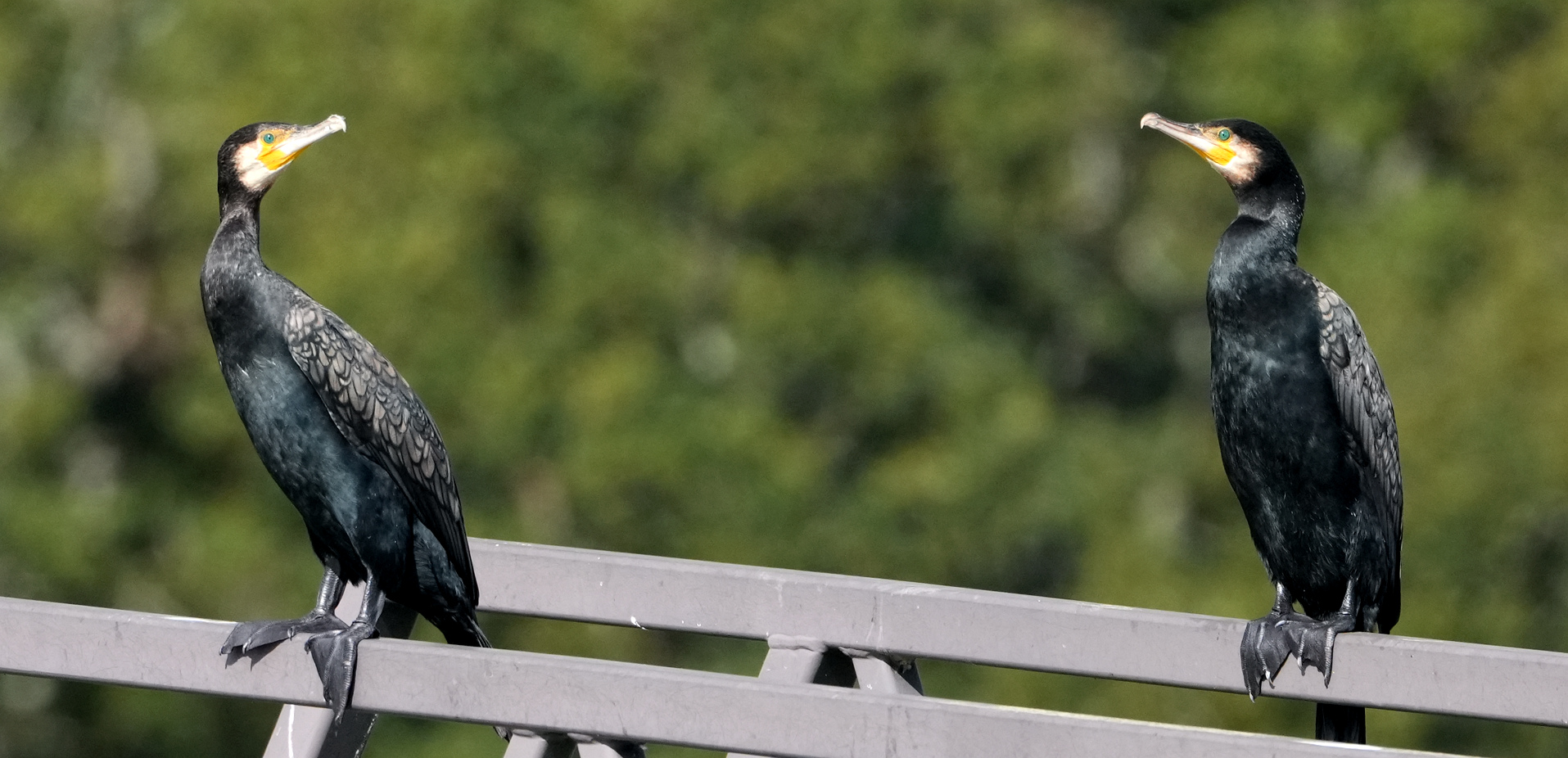 Two cormorants perched together, photographed by Dale Toms