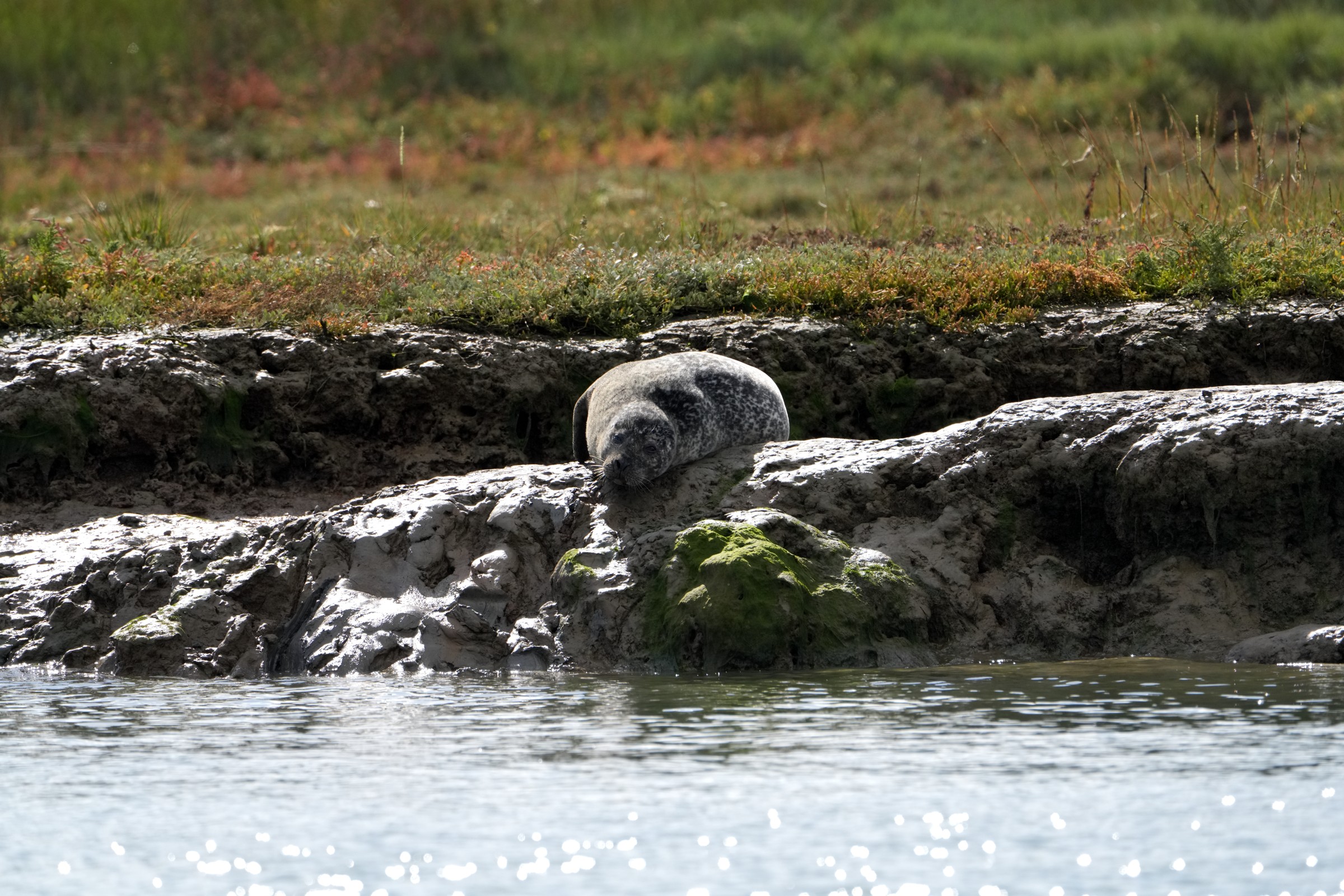 Seal resting on the riverbank beside the water, photographed by Dale Toms