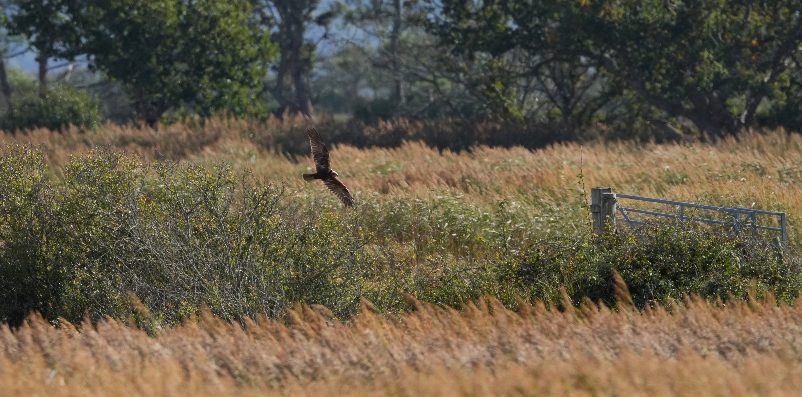 Marsh harrier in flight over marshland, photographed by Dale Toms