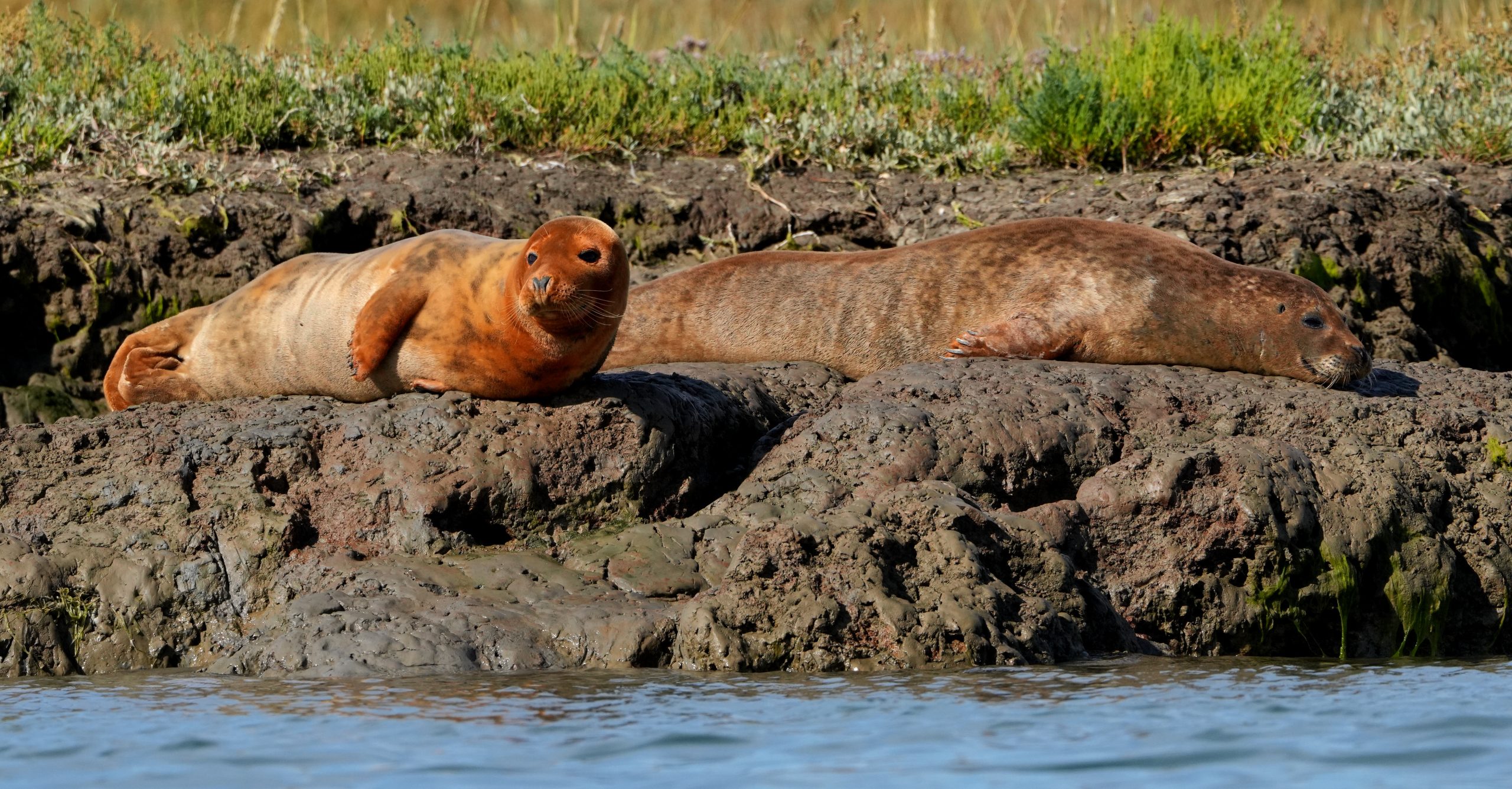 Seals resting at the water’s edge, photographed by Dale Toms