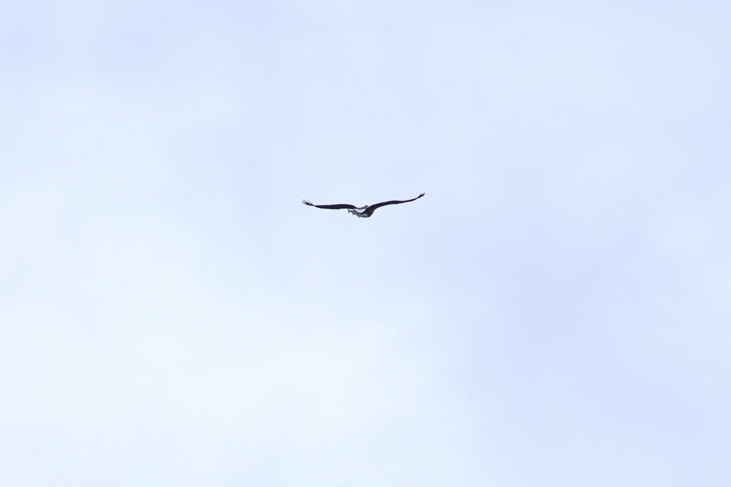 Raw version: original distant photograph of a white-tailed eagle with prey against a pale blue sky